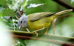 Myiothlypis conspicillata