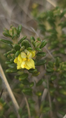Alpine Star Bush (Asterolasia trymalioides)