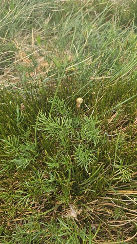 Gunn's alpine buttercup (Ranunculus gunnianus)