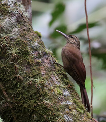 Dendrocolaptes picumnus