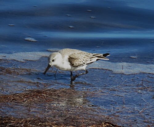 iNaturalist: (c) kekebird56, some rights reserved (CC BY-NC) iNaturalist image