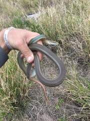 Masticophis schotti ruthveni