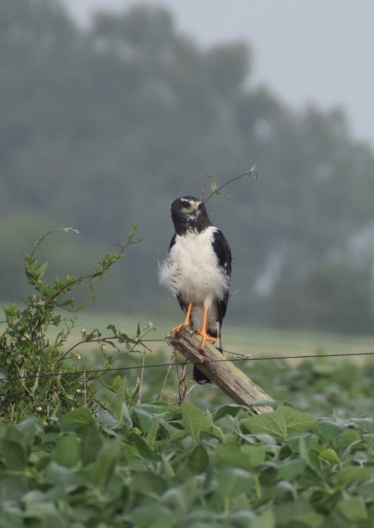Long-winged Harrier (Circus buffoni), photo 8