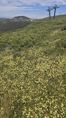 Kunzea muelleri, photograph 2