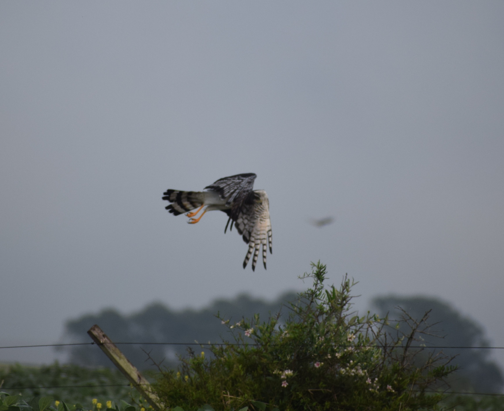 Long-winged Harrier (Circus buffoni), photo 9