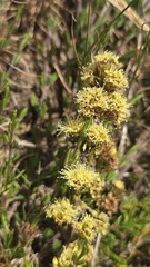 Kunzea muelleri, photograph (c) Petra Holland, some rights reserved (CC BY)