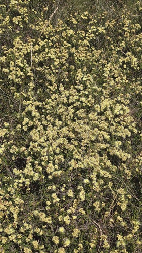 Kunzea muelleri