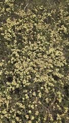 Kunzea muelleri