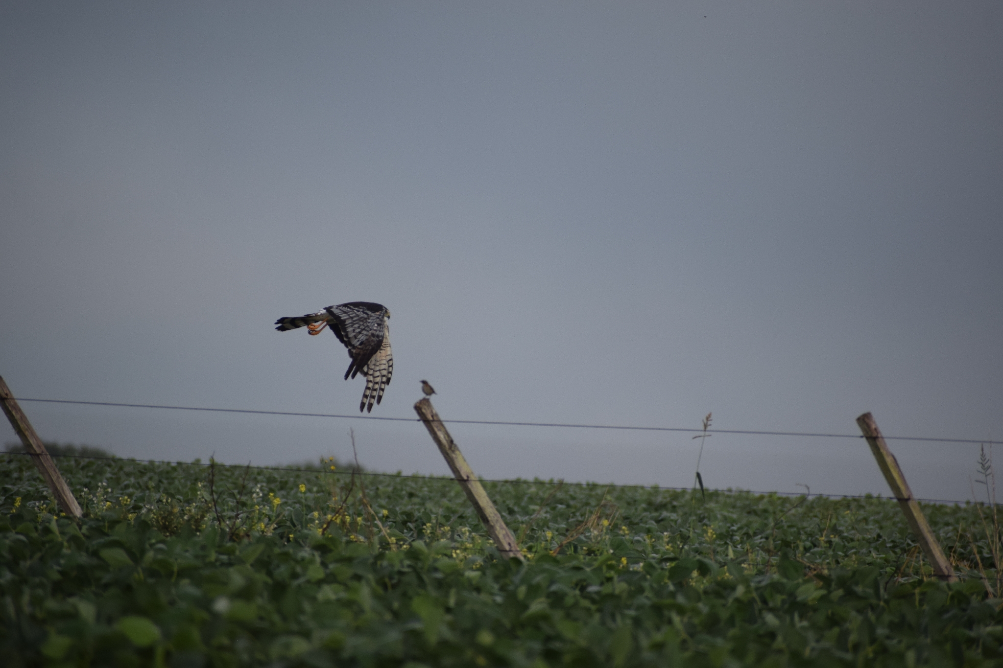 Long-winged Harrier (Circus buffoni), photo 10