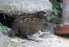 Odontophorus atrifrons