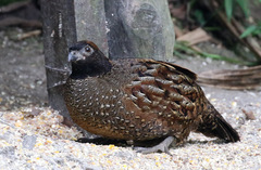 Odontophorus atrifrons