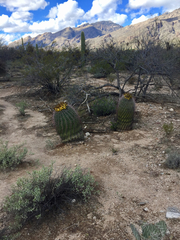 Ferocactus wislizeni
