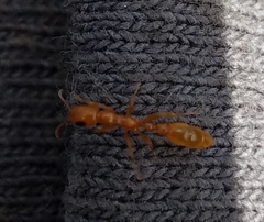 Pseudomyrmex seminole