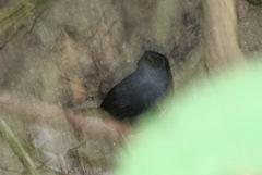 Scytalopus sanctaemartae