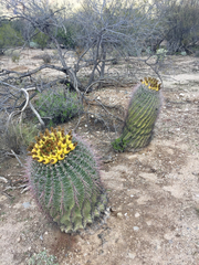 Ferocactus wislizeni