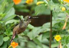 Anthocephala floriceps