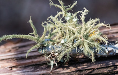 Usnea cirrosa
