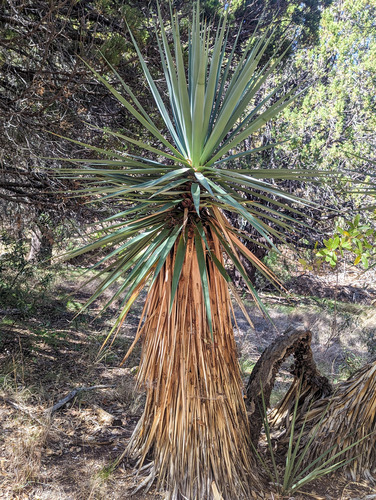 Schott's yucca (Yucca schottii)