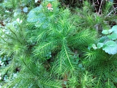 Dendroligotrichum dendroides