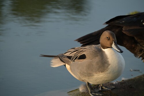 iNaturalist: (c) Chung Chih-Chun 鍾志俊, some rights reserved (CC BY-NC), uploaded by Chung Chih-Chun 鍾志俊 iNaturalist image