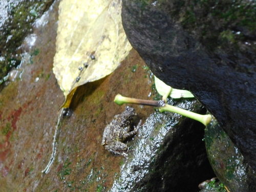 Leptophryne javanica