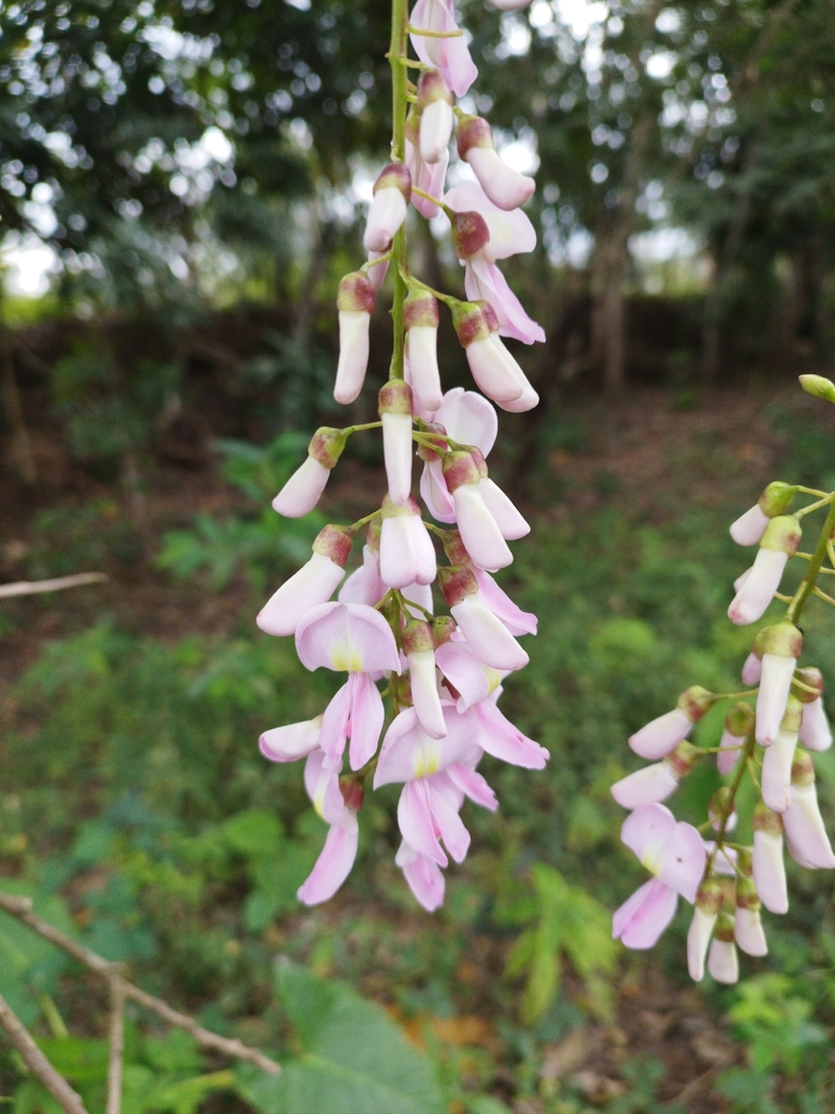 Fence Post Tree from 2H65+H7, Las Vegas, Yoro, Honduras on January 29 ...