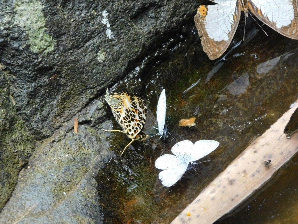 Symbrenthia hypselis (Symbrenthia hypselis)