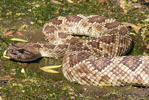 iNaturalist observation photo of Northern Pacific Rattlesnake