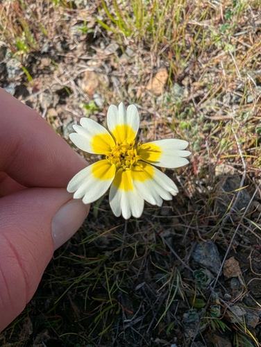 Woodland Tidytips (Layia gaillardioides)