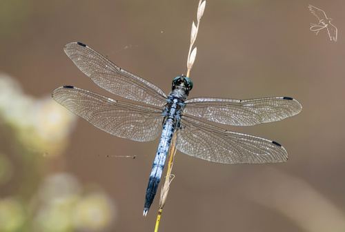 White-tailed Skimmer