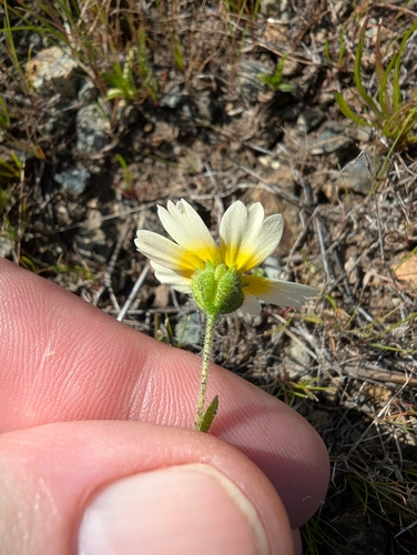 Layia gaillardioides, photograph 2