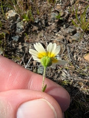 (c) joergmlpts, some rights reserved (CC BY) Layia gaillardioides, photograph (c) joergmlpts, some rights reserved (CC BY)