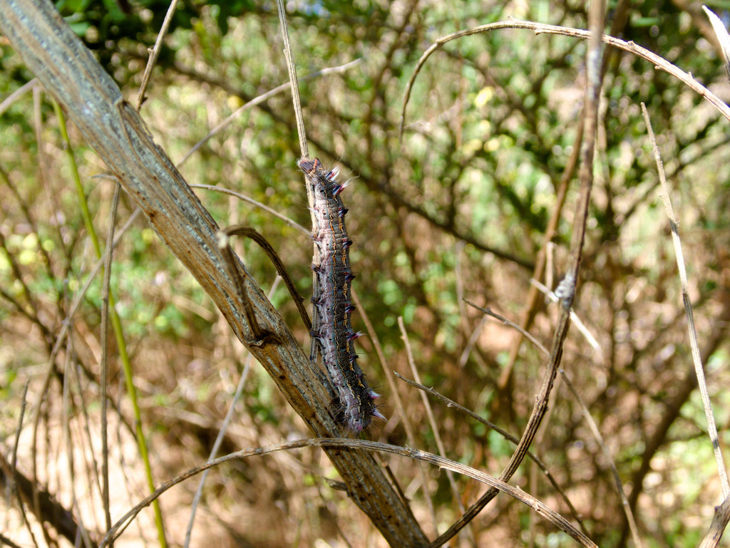 Macromphalia rubiginea