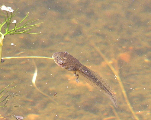 iNaturalist observation photo of Pacific chorus frog