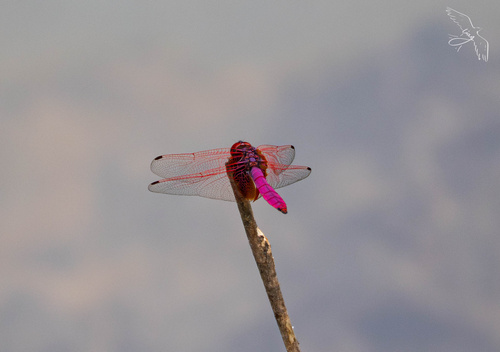 Crimson Marsh Glider