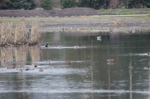 iNaturalist: (c) Justin Dunning, some rights reserved (CC BY-NC), uploaded by Justin Dunning iNaturalist image