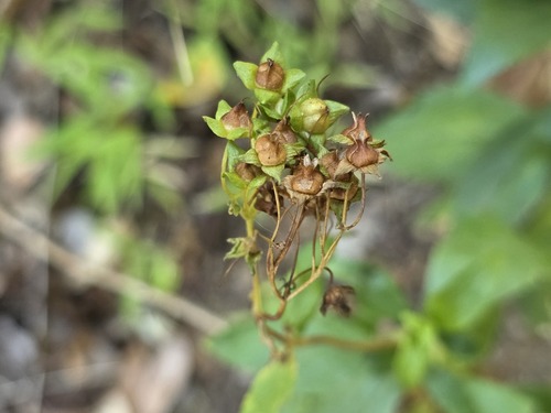 Calceolaria meyeniana, photograph 5