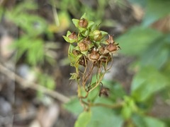 Calceolaria meyeniana, photograph (c) Cesar Ormazabal, some rights reserved (CC BY)