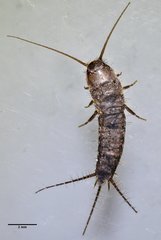 Allacrotelsa spinulata