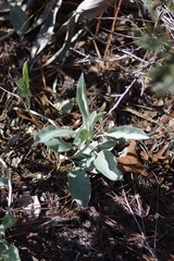 Lupinus cumulicola