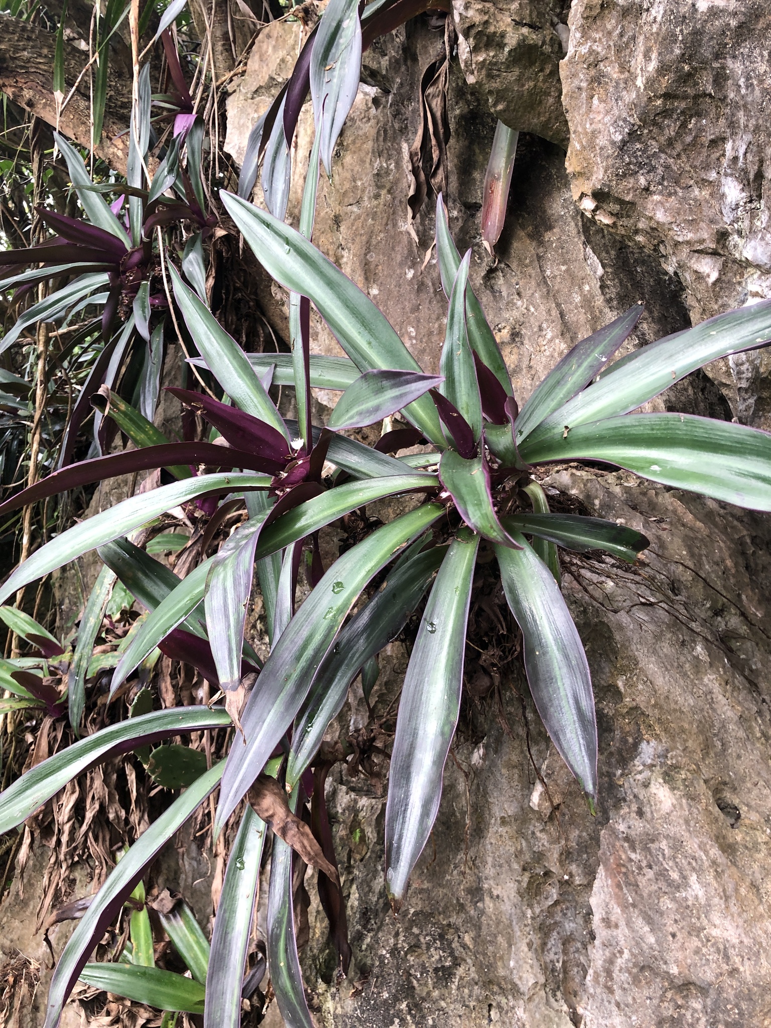 Tradescantia spathacea (Tradescantia spathacea)