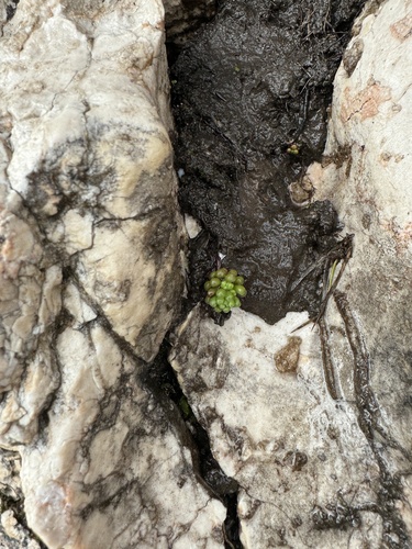 Dark Stonecrop (Sedum atratum)