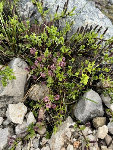 Finely-toothed Willow (Salix breviserrata)