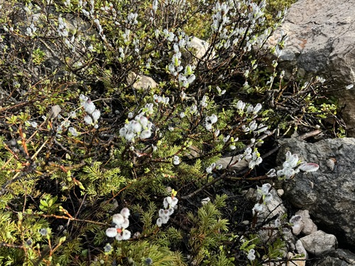 Halberd Willow (Salix hastata)