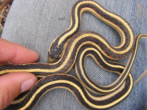 iNaturalist observation photo of Valley Garter Snake