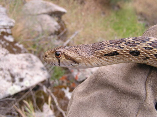iNaturalist observation photo of Pacific Gopher Snake