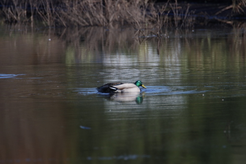 iNaturalist: (c) Justin Dunning, some rights reserved (CC BY-NC), uploaded by Justin Dunning iNaturalist image