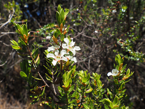 Shining Tea-tree (Leptospermum nitidum)