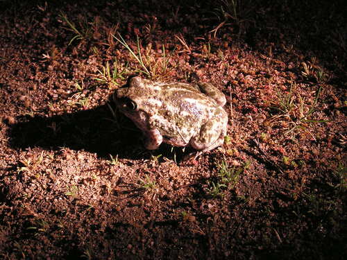 iNaturalist observation photo of Western Spadefoot