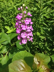 Platanthera peramoena